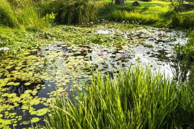 Tayvan, Wetland Park 'taki güzel mor nilüferlerin yakın çekimi..