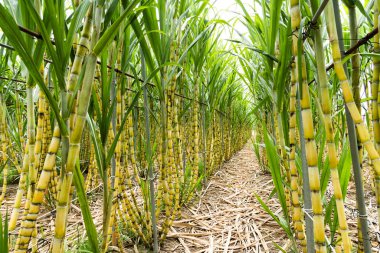 Olgun sarı şeker kamışı yakında Tayvan 'da hasat edilecek..