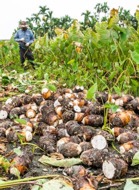 Pingtung, Tayvan - 9 Temmuz 2023: Çiftçiler Pingtung, Tayvan 'da taro hasat ediyorlar.