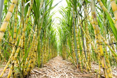 Olgun sarı şeker kamışı yakında Tayvan 'da hasat edilecek..