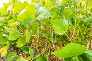 Wandan, Pingtung, Tayvan 'da yetişen adzuki podlarının yakın çekimi.