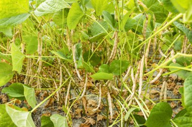 Wandan, Pingtung, Tayvan 'da yetişen adzuki podlarının yakın çekimi.