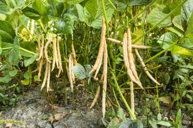 Wandan, Pingtung, Tayvan 'da yetişen adzuki podlarının yakın çekimi.