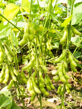 Wandan, Pingtung, Tayvan 'da yetişen edamame kapsüllerinin yakın çekimi.