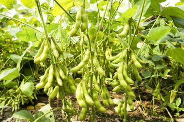 Wandan, Pingtung, Tayvan 'da yetişen edamame kapsüllerinin yakın çekimi.