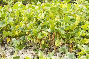Wandan, Pingtung, Tayvan 'da yetişen adzuki podlarının yakın çekimi.