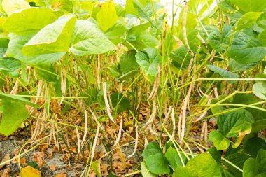 Wandan, Pingtung, Tayvan 'da yetişen adzuki podlarının yakın çekimi.