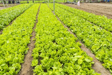 Taze Fushan marulu yakında Tayvan 'ın tarlalarında hasat edilecek..