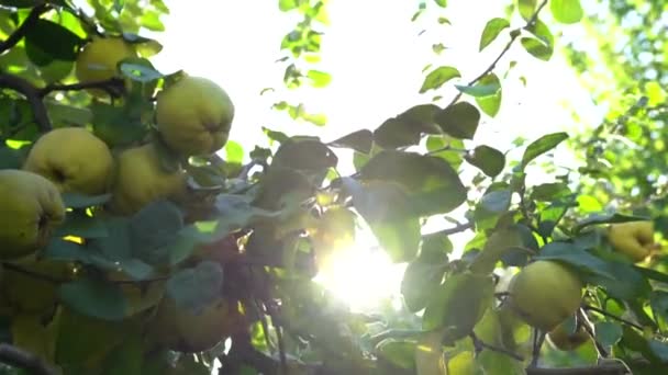 Pigwa Choince Pigwa Świeżej Gałęzi Światłami Słońca — Wideo stockowe