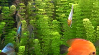 Underwater Colorful Tropical Fishes. Tropical underwater sea fishes. Underwater fish reef marine. Tropical colorful seascape