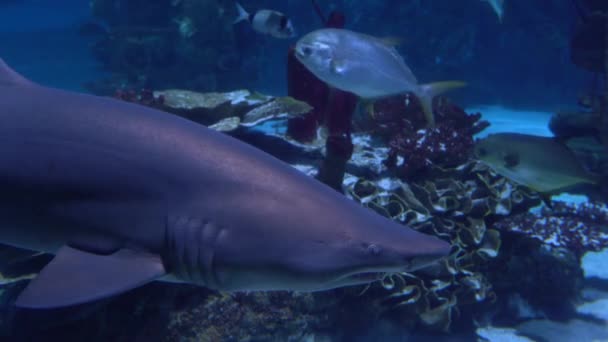 Beautiful Fishes Shark Oceanarium Deep Underwater World Panoramic View — Vídeo de stock