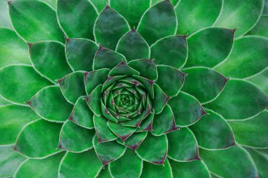Succulent background. High quality texture of the succulent. Plant background clipart