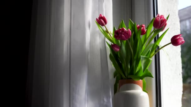 家中窗台上的一束粉红色郁金香 — 图库视频影像