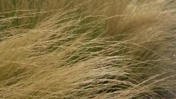 Spikelets Yellow Rye Grain Shaken Wind Agricultural Field Ripening Rye — Stockvideo