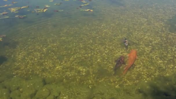 Ikan Mas Kolam Air Taman — Stok Video