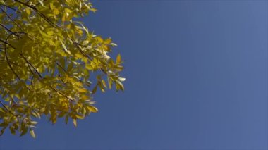 Mavi gökyüzü arka planında sonbahar sarı ağacı, doğa, sonbahar manzarası. Sezon. Altın Sonbahar