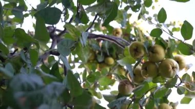 quince on the quince tree, quince on the fresh branch, green and ,yellow quince