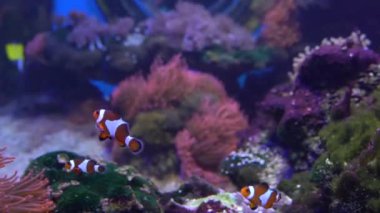 Colorful tropical coral reef aquarium fish crab underwater scene 4K aerial view footage