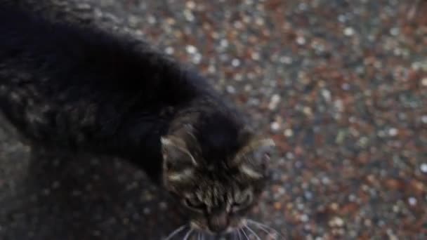 Cat Meowing Asking Food Nice Cat Meowing Stone Floor Outdoors — Vídeo de stock