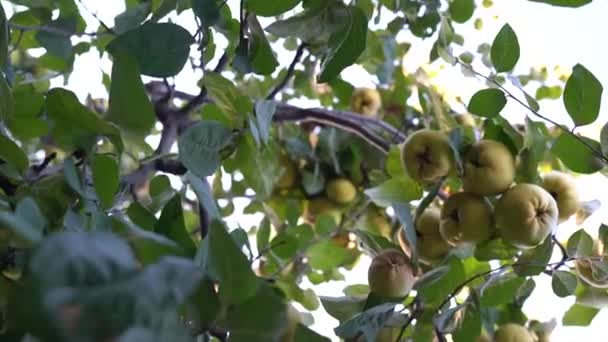 Quince Quince Tree Quince Fresh Branch Green Yellow Quince — Wideo stockowe
