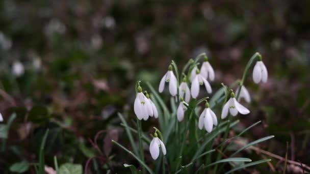 Lindas Primeiras Flores Gotas Neve Floresta Primavera — Vídeo de Stock