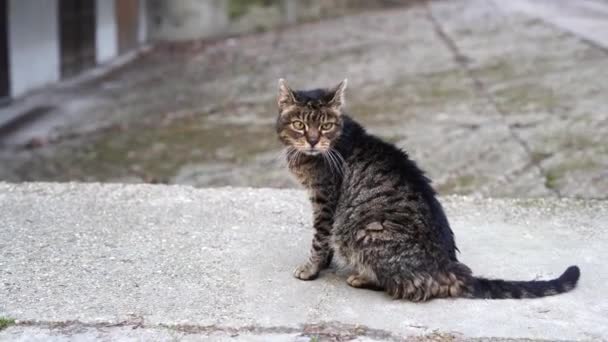 Bezdomny Gray Cat Idzie Ulicą Pobliżu Domu — Wideo stockowe