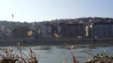 Kulaklar şehrin ve nehrin rüzgar arka planında sallanıyor.