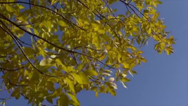 Autumn Yellow Tree Blue Sky Background Nature Fall Landscape Season — Stock video