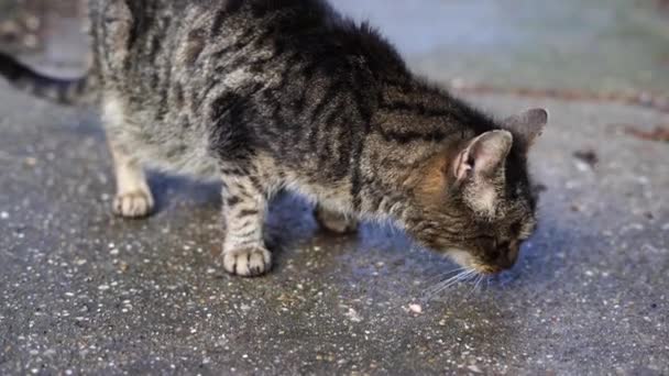 Schöne Graue Katze Frisst Futter Auf Der Straße — Stockvideo
