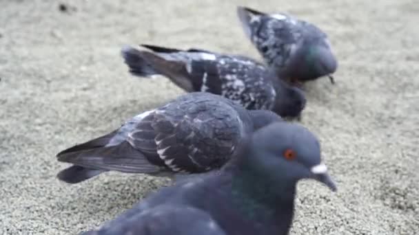 Pigeons Eating Corn Ground City Park — Stock Video
