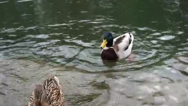 Patos Nadam Parque Cidade Lago Patos Lagoa — Vídeo de Stock