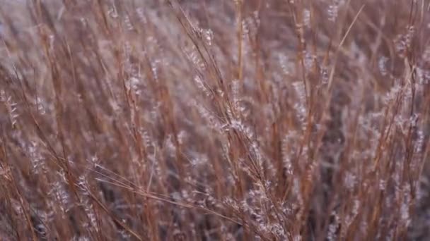 外面刮风摇曳着美丽的褐色干草花 天然4K视频背景 — 图库视频影像