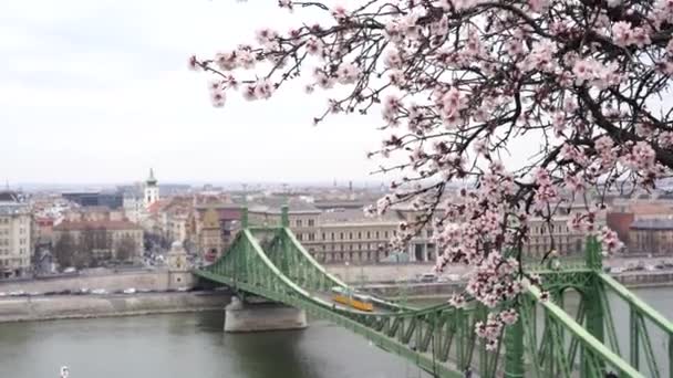 Budapest Maďarsko 2023 Třešňový Květ Jaře Pohled Most Řeku Dunaj — Stock video