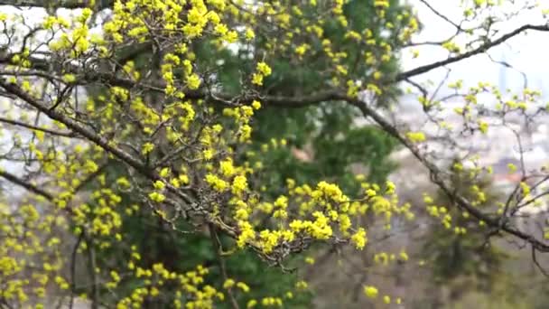 Vackra Färgglada Träd Med Gula Blad Parken — Stockvideo