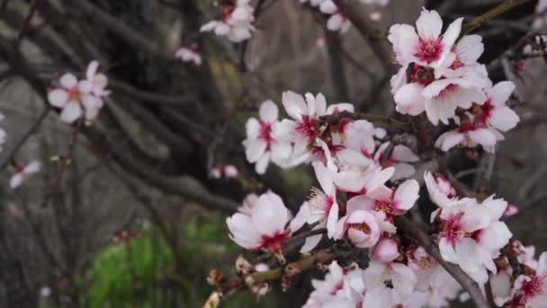 Vita Vackra Blommor Trädet Blommar Tidigt Våren Naturen Backgroung — Stockvideo