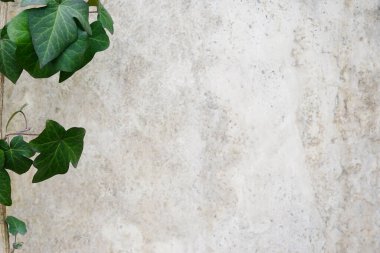 Beton zemin üzerinde yeşil yapraklar olan ağaç dalı. Reklam panosu, tasarımın için poster modeli. Düz konum, üst görünüm, kopyalama alanı