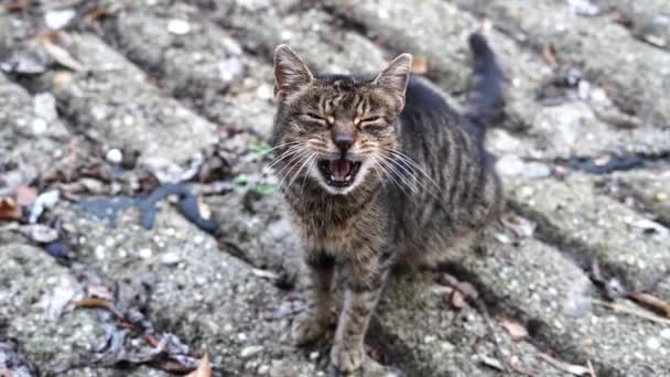 Cat Meowing Asking Food Nice Cat Meowing Stone Floor Outdoors — Stock Video