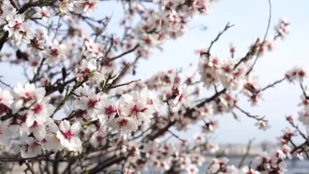 Kvetoucí Třešeň Bílé Květy Příroda Pozadí — Stock video