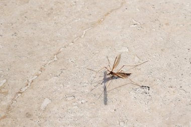 Işık taşı zemininde büyük bir sivrisinek. Büyük Turna Sinekleri. Tipulidae Ailesi