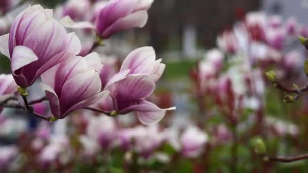 春にはマグノリアの木が咲きます 優しいピンクの花 暖かい4月の天気 — ストック動画
