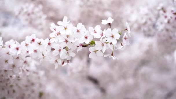 Vacker Våren Körsbär Träd Trädgården Blommar Suddig Vit Bakgrund — Stockvideo