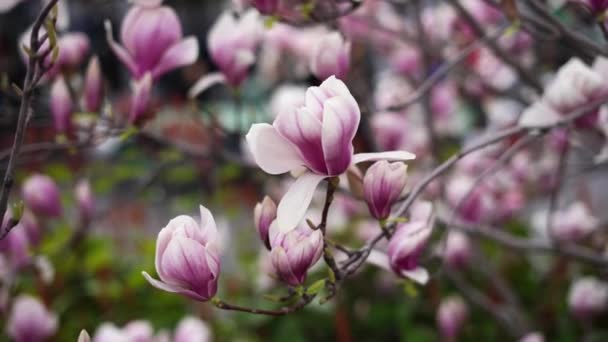 Magnolia Boom Bloesem Lente Zachte Roze Bloemen Warm April Weer — Stockvideo