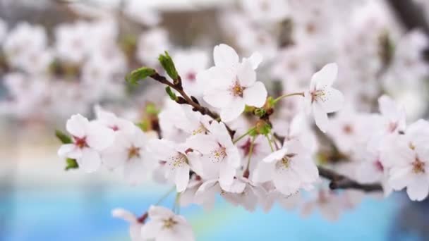 Piękne Wiśniowe Drzewo Białymi Kwiatami Ogrodzie — Wideo stockowe