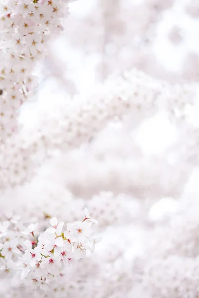 Piękne Wiśniowe Drzewo Ogrodzie Kwitnie Rozmytym Białym Tle — Zdjęcie stockowe