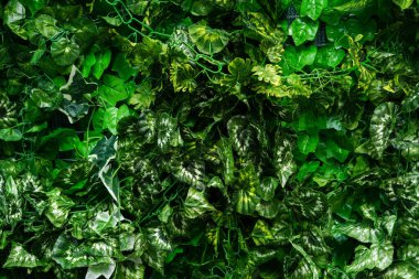 Yapay yeşil yaprak arka planının yakın plan doğa görüntüsü. Doğa konsepti, tropik yaprak