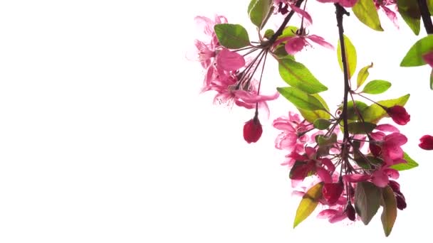 Λουλούδια Της Apple Άνοιξη Ανθίσει Λευκό Φόντο Αντίγραφο Χώρο — Αρχείο Βίντεο