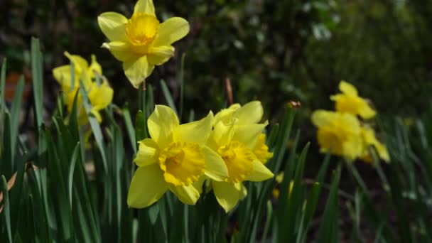 Niesamowite Żółte Żonkile Kwiat Pola Zielonym Ogrodzie Wiosenne Tło Krajobraz — Wideo stockowe