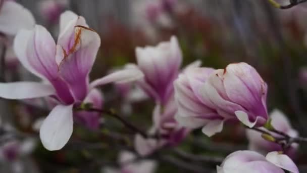 Árbol Magnolia Florecen Primavera Tiernas Flores Rosadas Clima Cálido Abril — Vídeo de stock