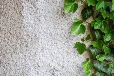Beton zeminde yeşil yapraklar. Reklam panosu, tasarımın için poster modeli. Düz konum, üst görünüm, kopyalama alanı