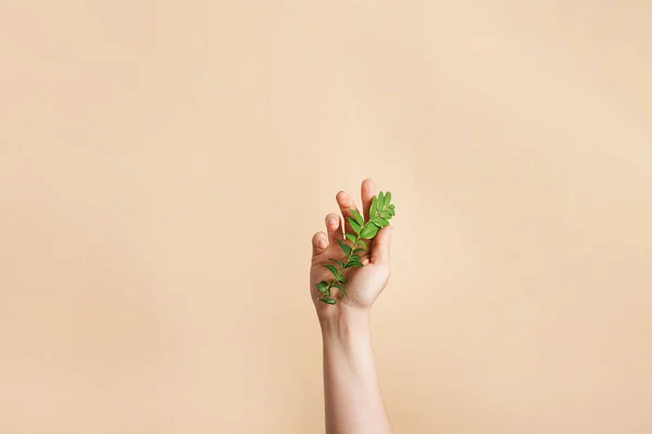 Hand Met Groene Tak Beige Achtergrond Plant Arm Symboliseert Eenheid Stockfoto